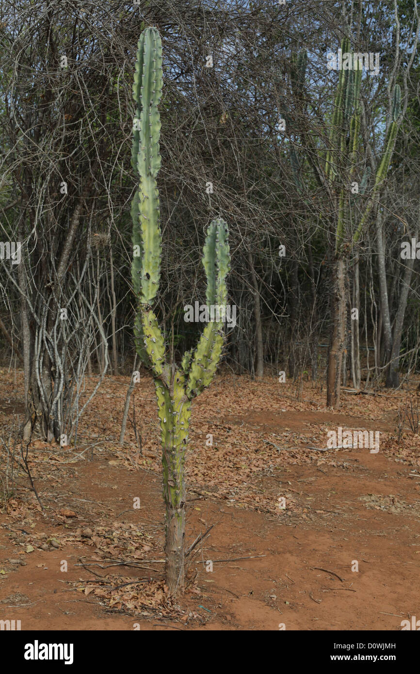 Un lone cactus cresciute in Chapada Diamantina national park, Bahia, Brasile, 2012 Foto Stock