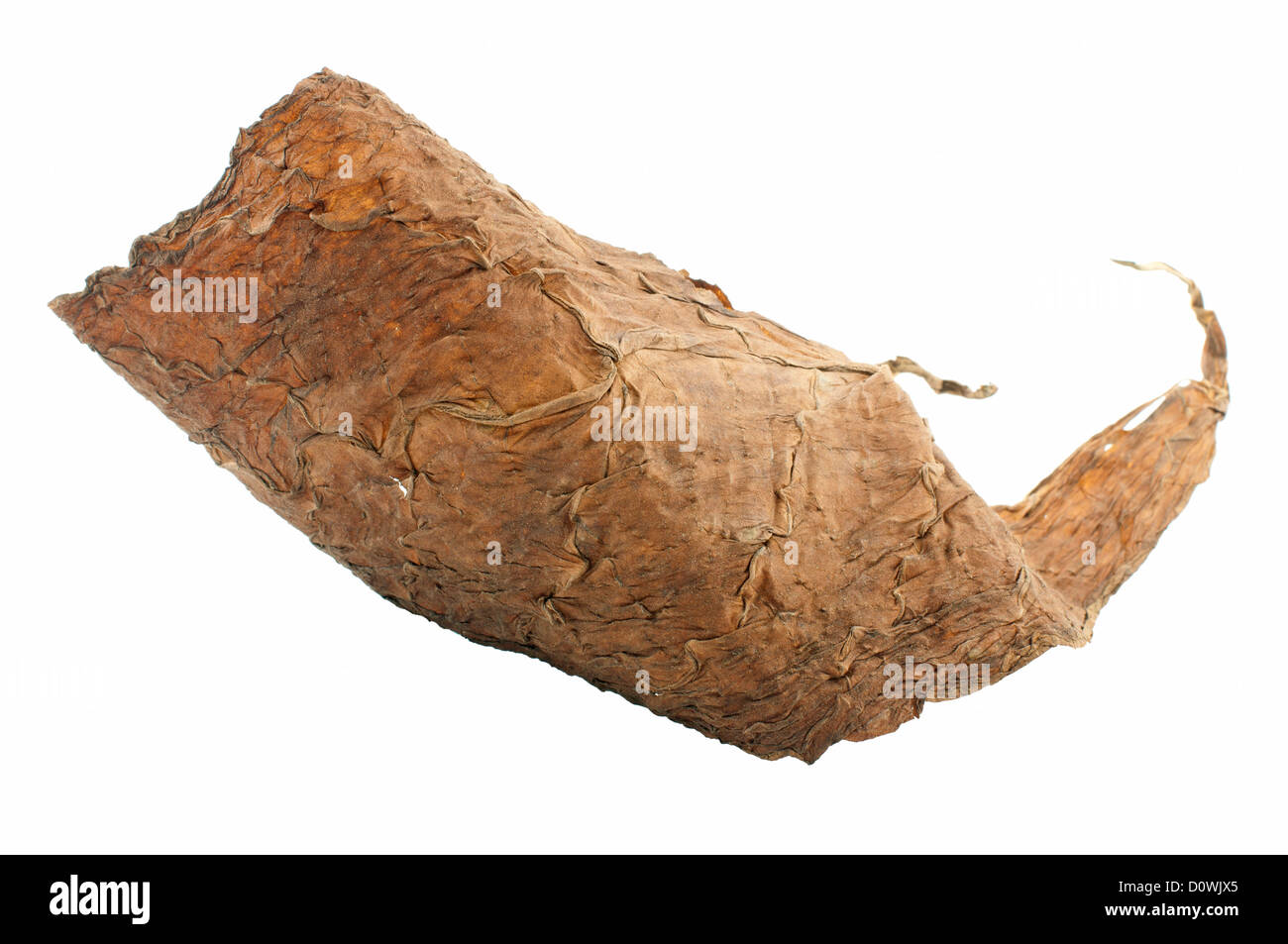 Secchi di foglie di tabacco Isolato bianco. Cubano tabacco invecchiato Foto Stock Secchi di foglie di tabacco Isolato bianco. Cubano tabacco invecchiato Foto Stock