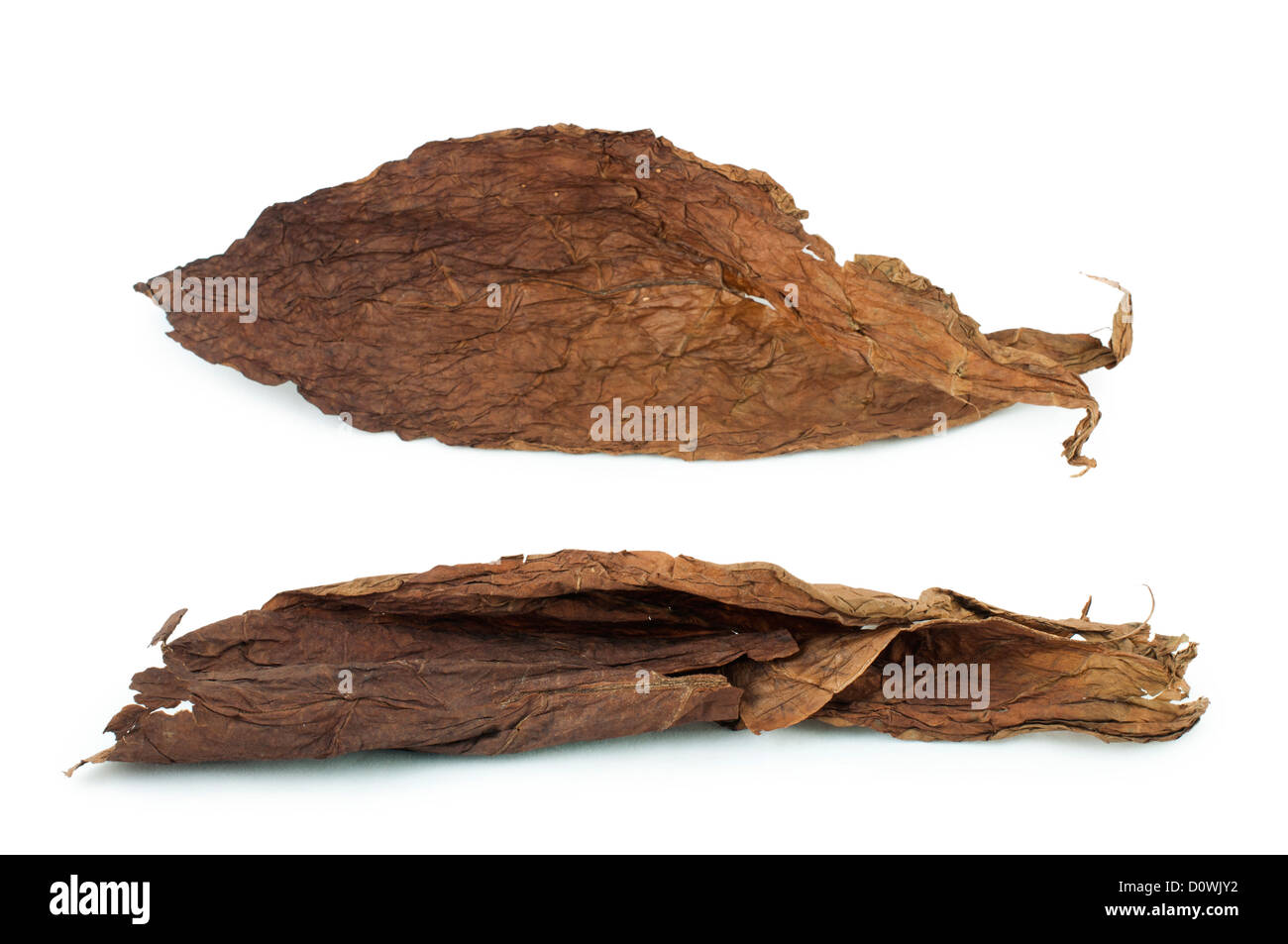 Secchi di foglie di tabacco Isolato bianco. Cubano tabacco invecchiato Foto Stock Secchi di foglie di tabacco Isolato bianco. Cubano tabacco invecchiato Foto Stock