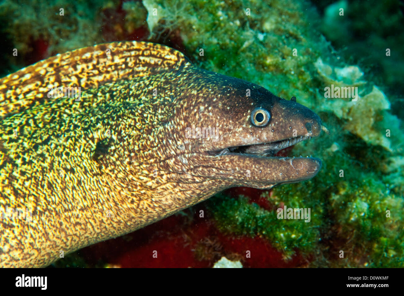 Moray eel, Murena helena, Gökova Bay Turchia Foto Stock