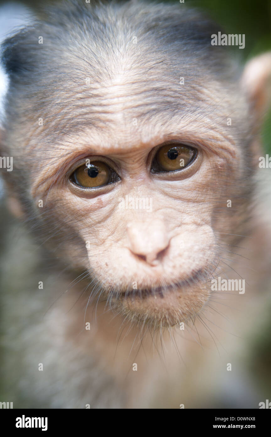 Macaco Rhesus - macaca mulatta Foto Stock