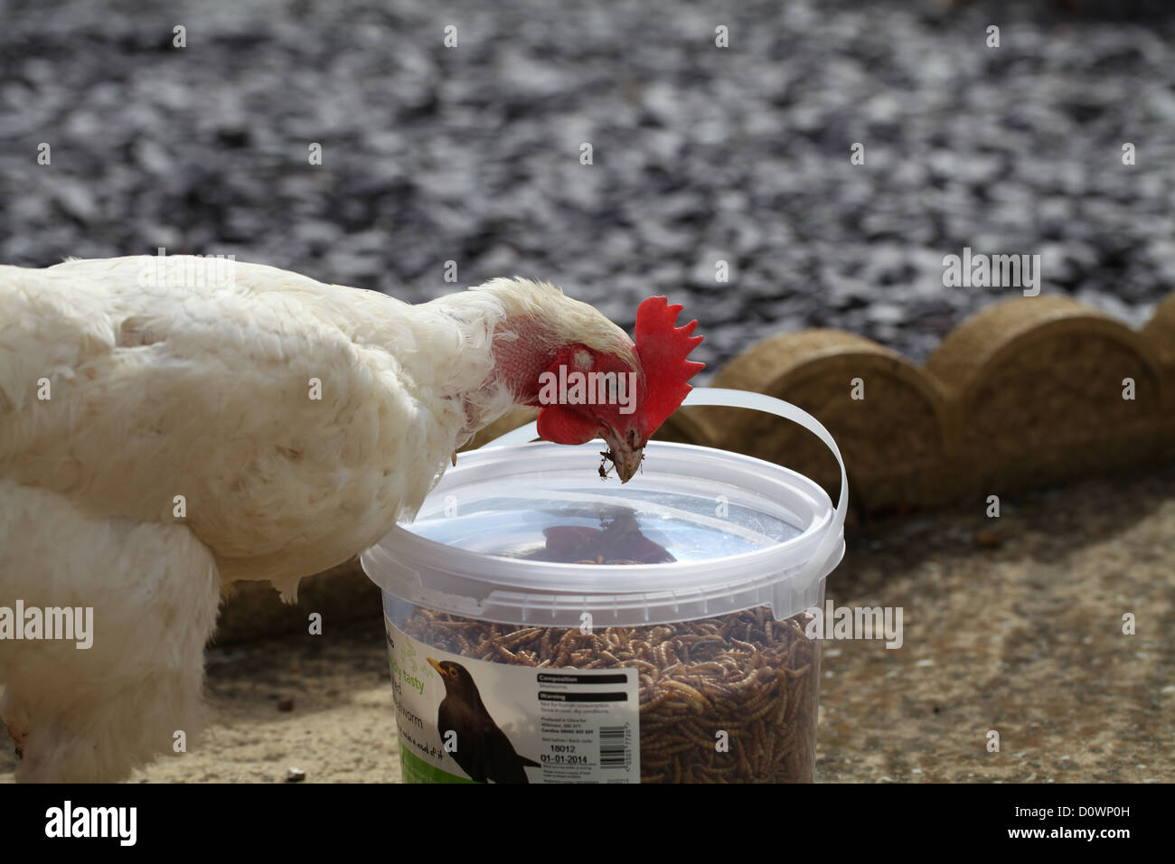 Pollo bianco cercando di arrivare al pasto essiccato worms in una vasca a tenuta stagna Foto Stock