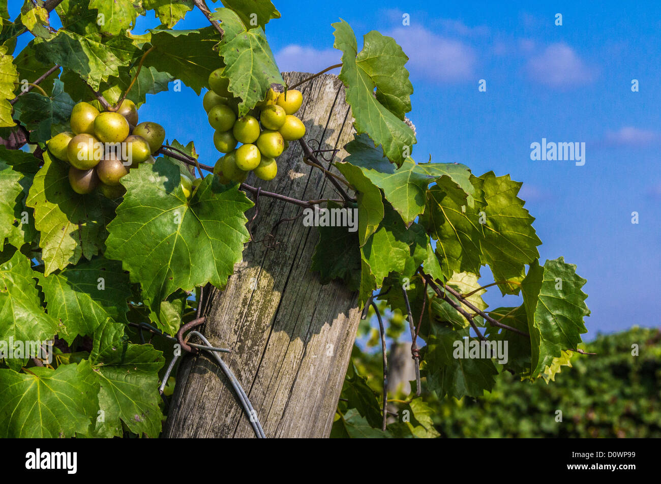 Moscato (Vitis rotundifolia) è un vitigno a specie indigene dell attuale sud-est degli Stati Uniti Foto Stock