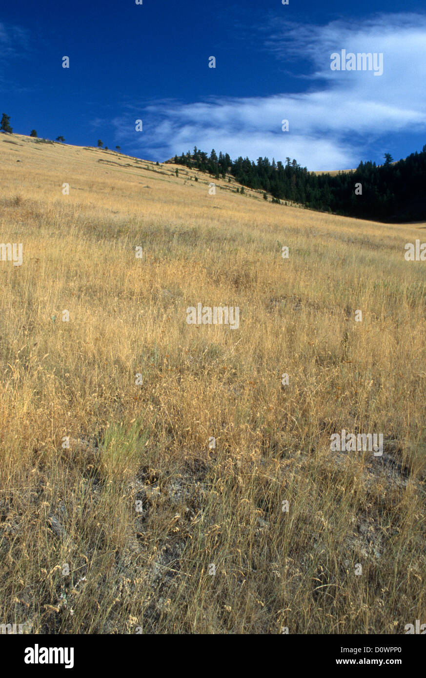 Collina erbosa Foto Stock