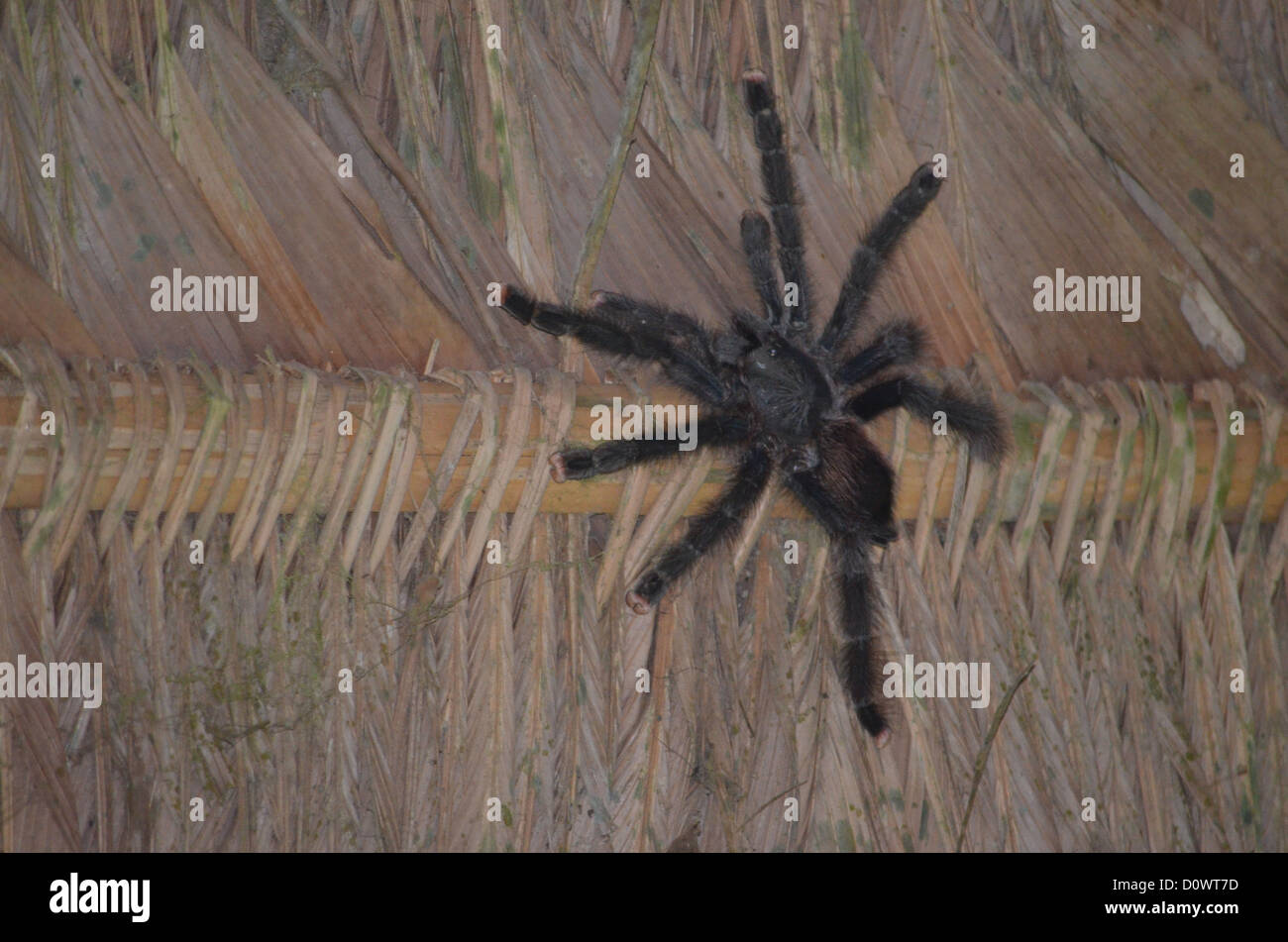 Tarantula salendo su un palm-leaf tetto nell'Amazzonia peruviana. Foto Stock