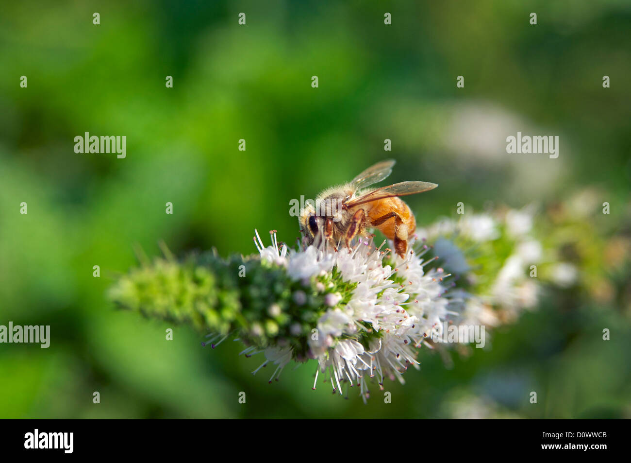 Bee raccoglie il nettare dai fiori di menta Foto Stock