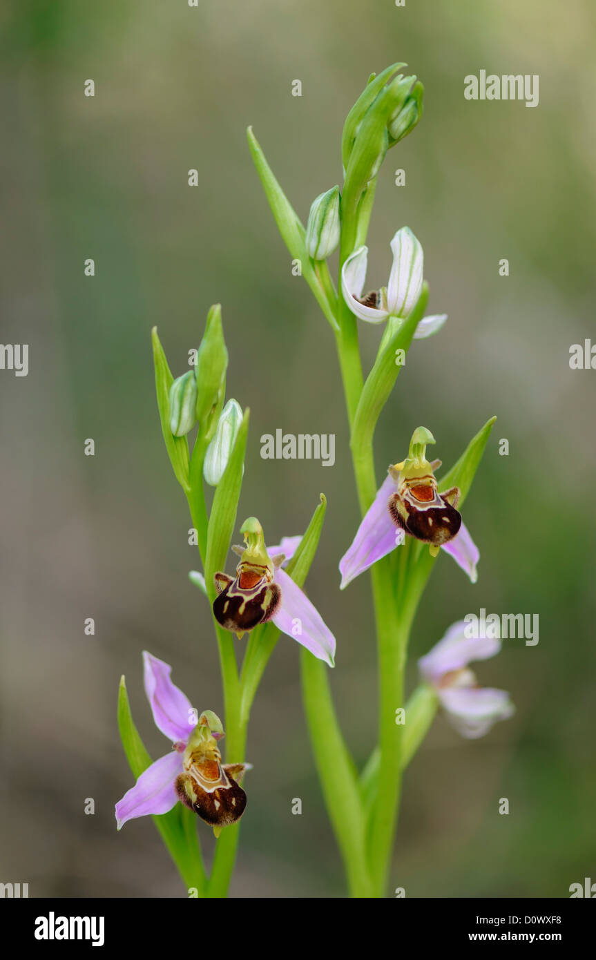 Bienen Ragwurz, Ophrys apifera, Bee orchid Foto Stock