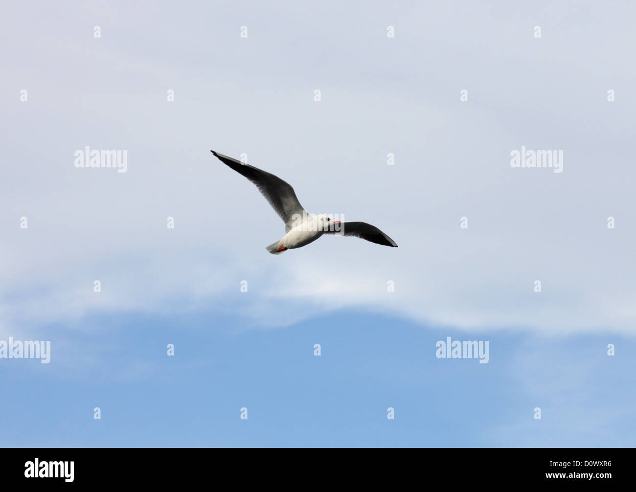 Seagull volare nel cielo di nuvole Foto Stock