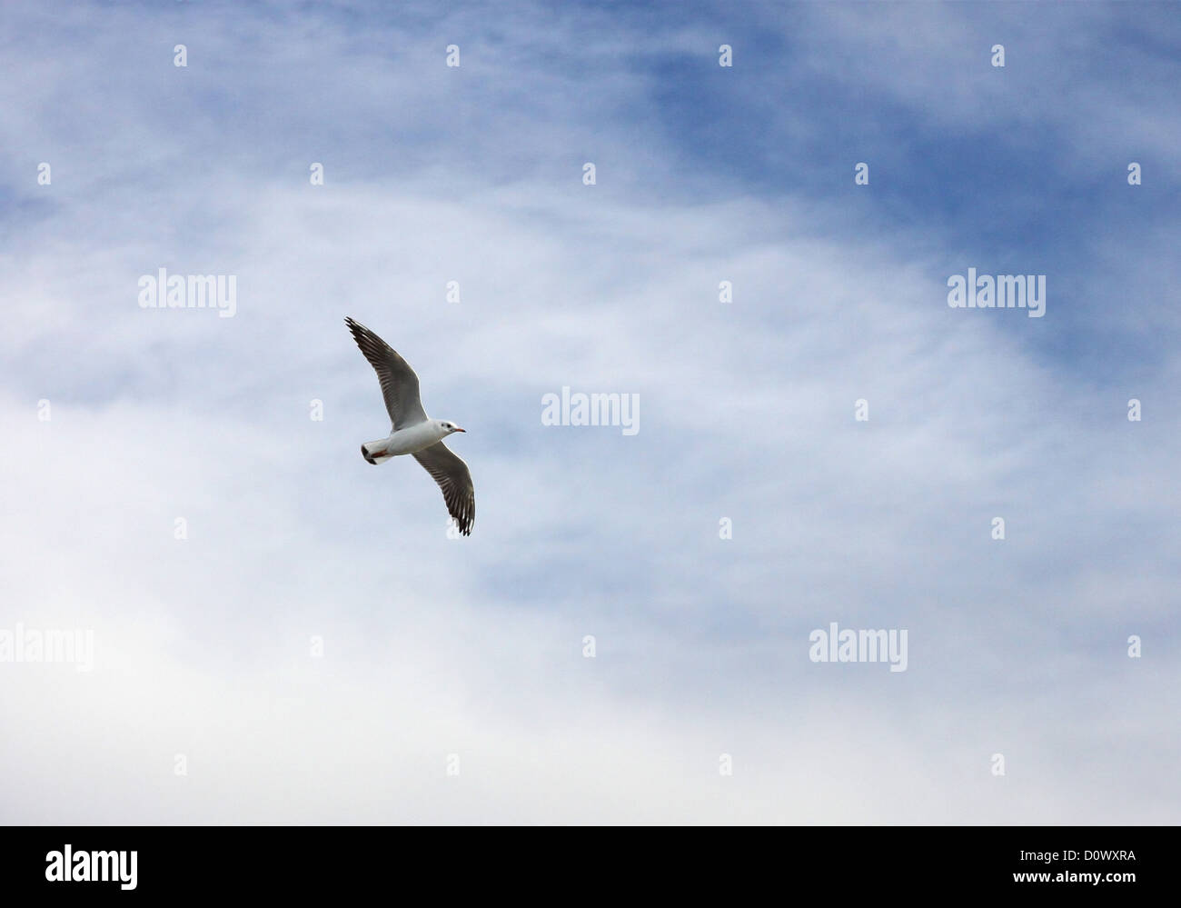 Seagull in un cielo nuvoloso Foto Stock