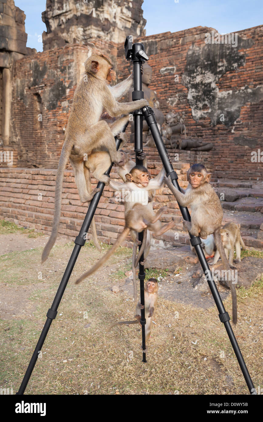 Le scimmie si divertono con un fotografo di treppiede, Thailandia Foto Stock