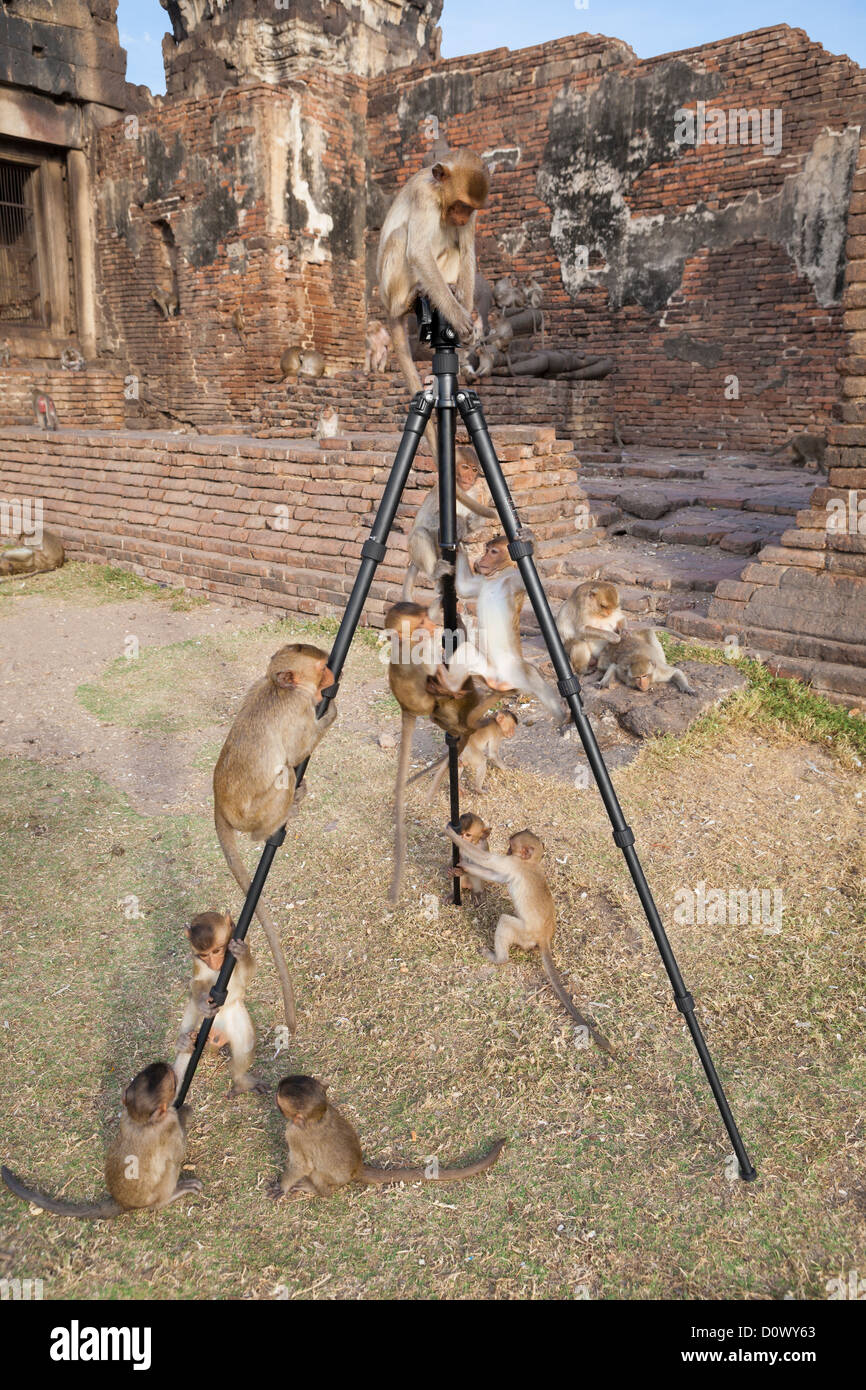 Le scimmie si divertono con un fotografo di treppiede, Thailandia Foto Stock