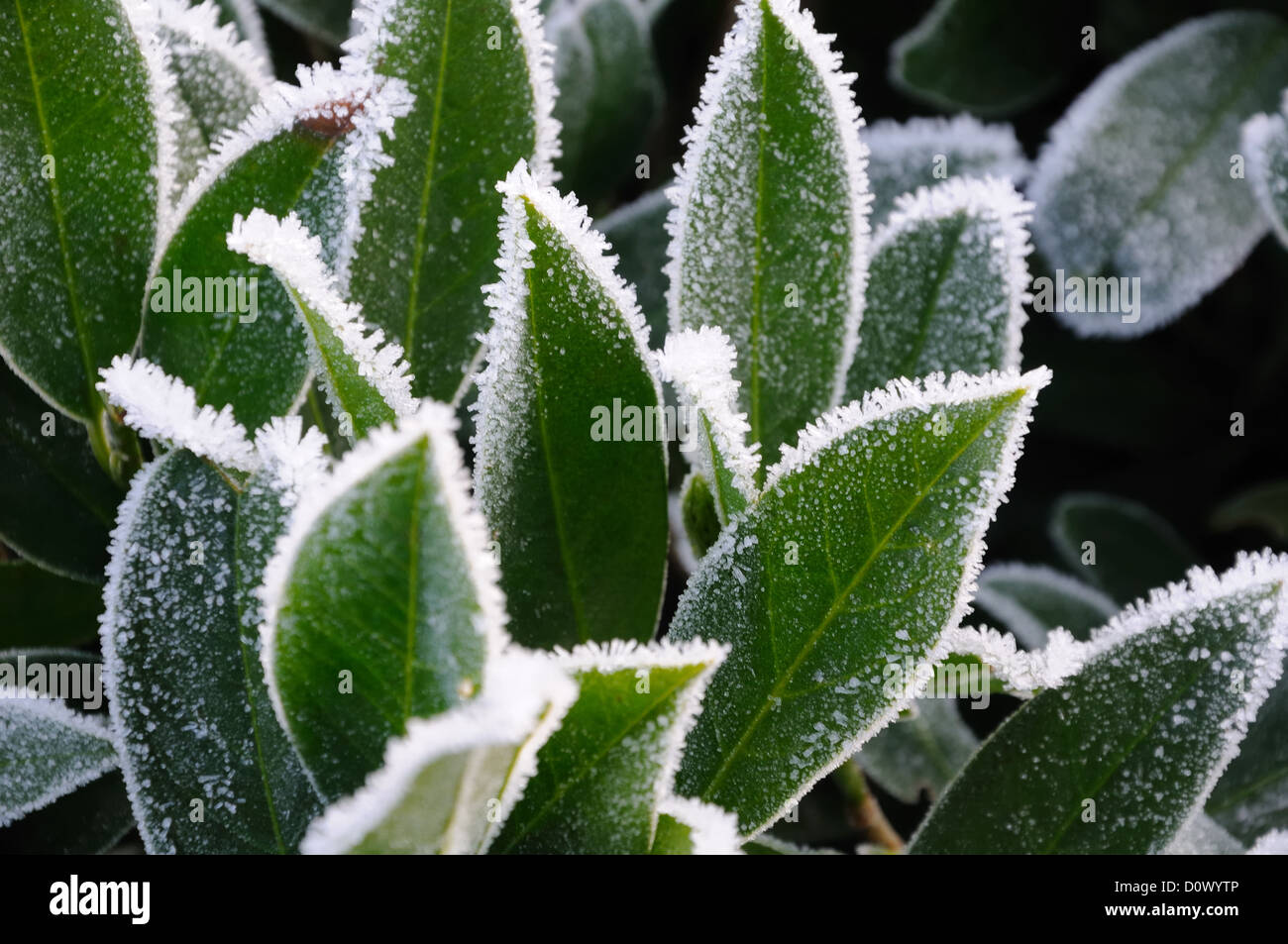 Accumulo di trasformata per forte gradiente Brina sulle foglie in inverno in Scozia, Regno Unito Foto Stock