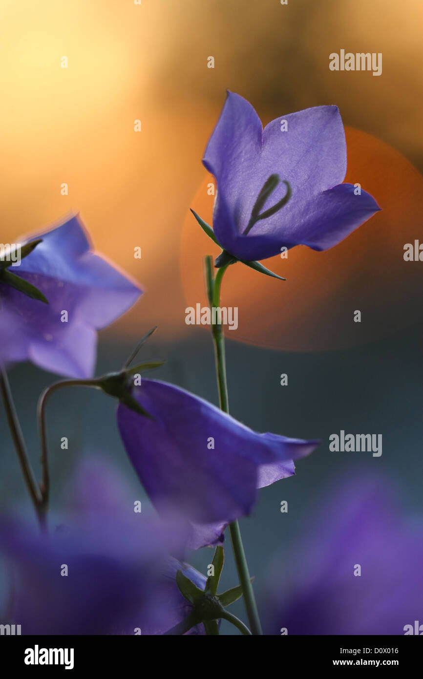 Wild Peach-lasciarono la campanula (Campanula persicifolia), Europa Foto Stock