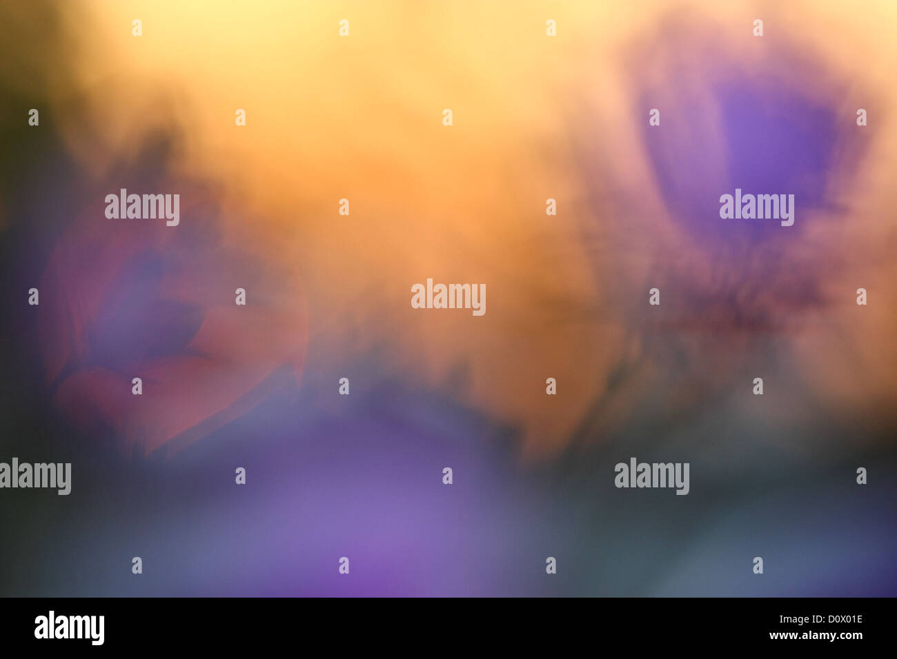 Wild Peach-lasciarono la campanula (Campanula persicifolia), Europa Foto Stock