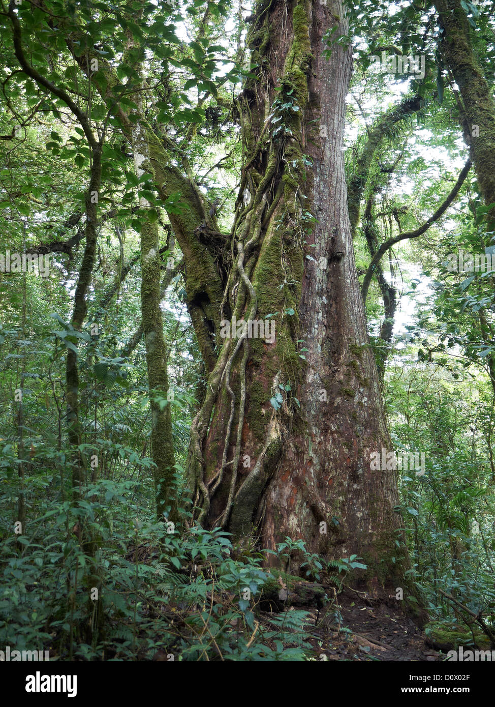 Cloud Forest, tropicali straniero figura in Reserva Biologica Bosque Nubosa Monteverde Foto Stock