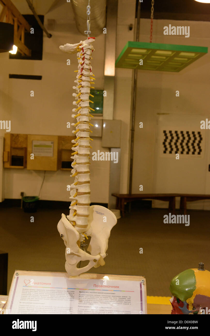 Mostra colonna vertebrale museo umano istruzione medica Foto Stock