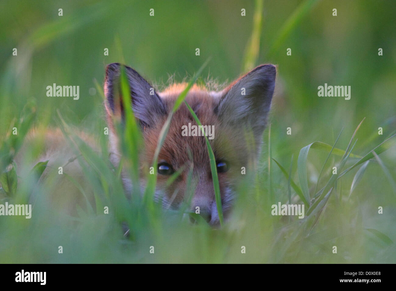 Rosso giovane volpe (Vulpes vulpes) nascosta nell'erba. Europa Foto Stock