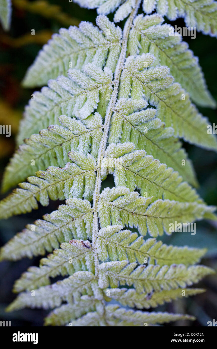 Fronde smerigliato di una felce che cresce in un giardino inglese. Foto Stock