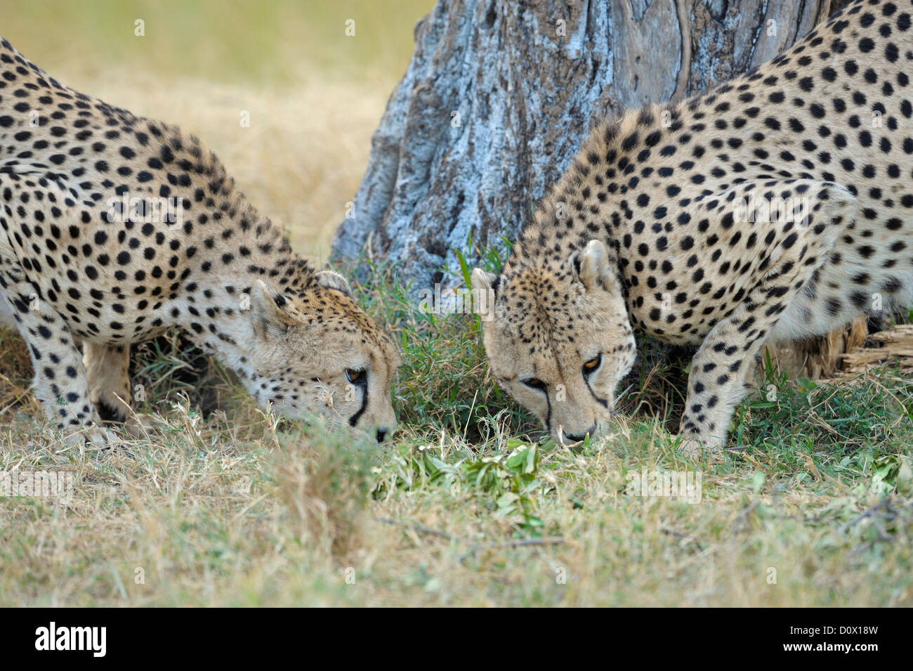 Due ghepardi profumo segnando il loro territorio in Masai Mara Foto Stock