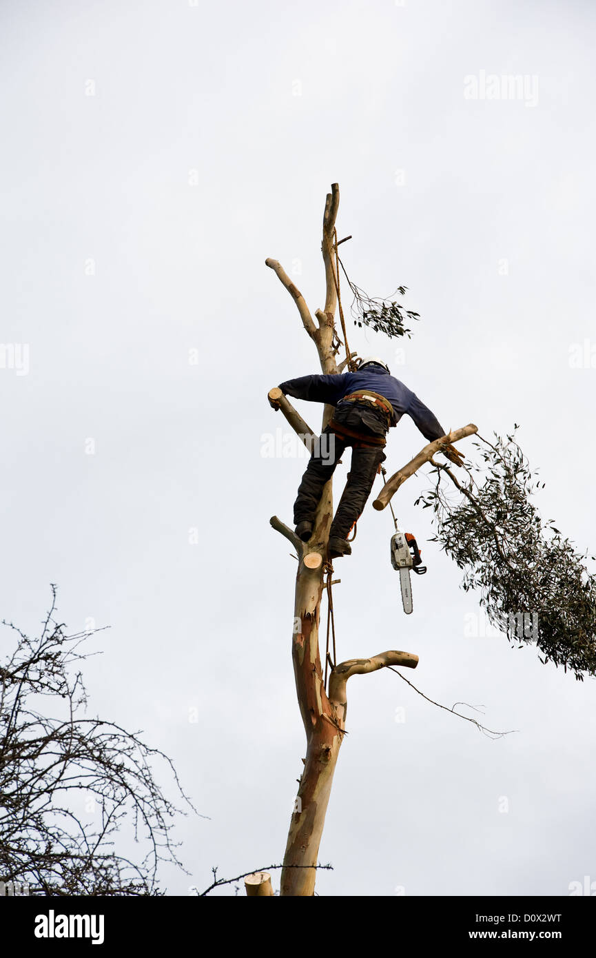 Arborist rimozione di un grande albero di eucalipto da un giardino suburbano. Foto Stock