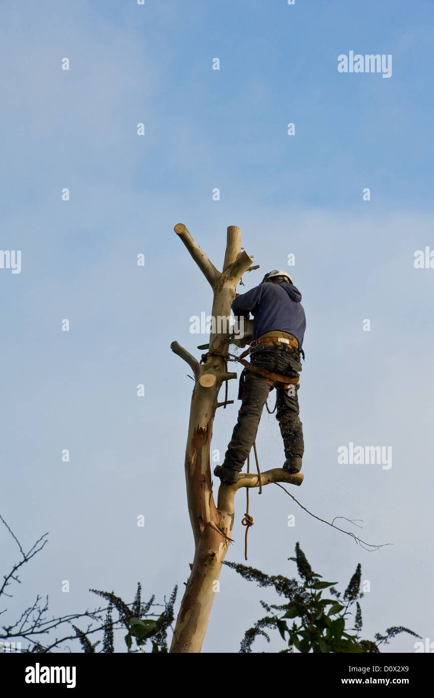 Arborist rimozione di un grande albero di eucalipto da un giardino suburbano. Foto Stock