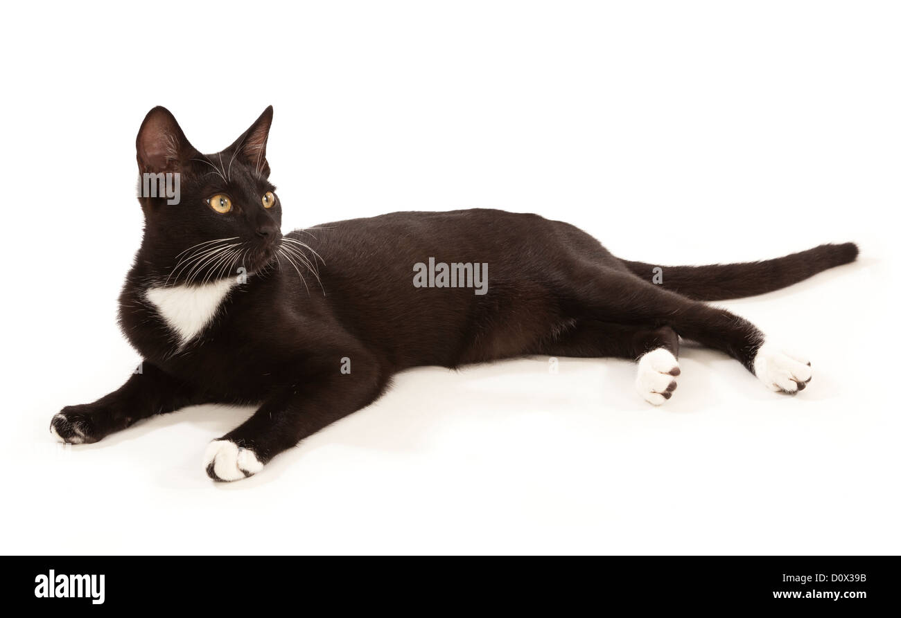 Un giovane nero gatto con un bavaglino bianco giacente su sfondo bianco Foto Stock