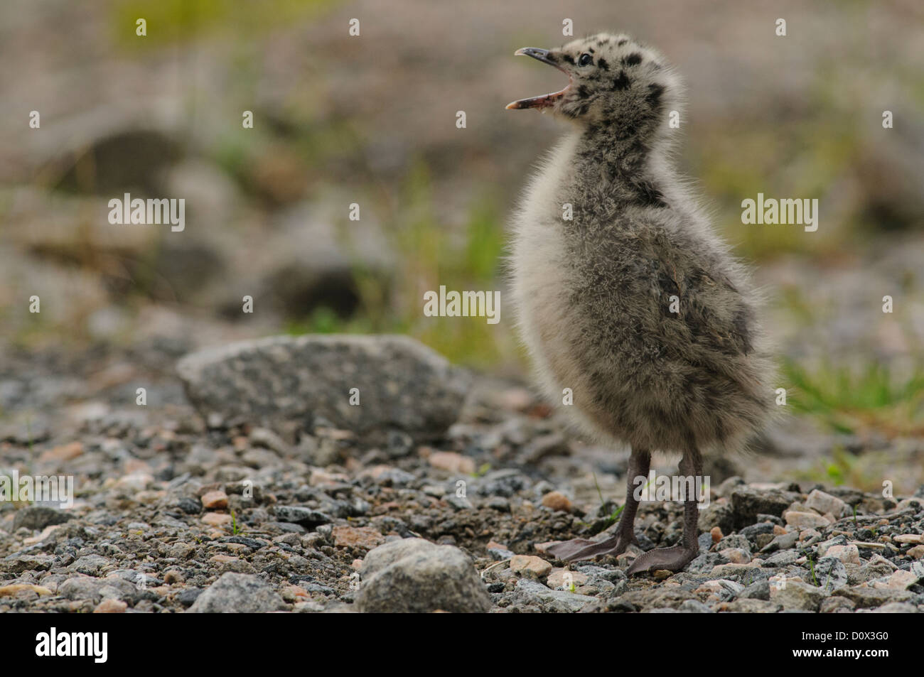 Giovani mew gull Elemosinare il cibo Foto Stock
