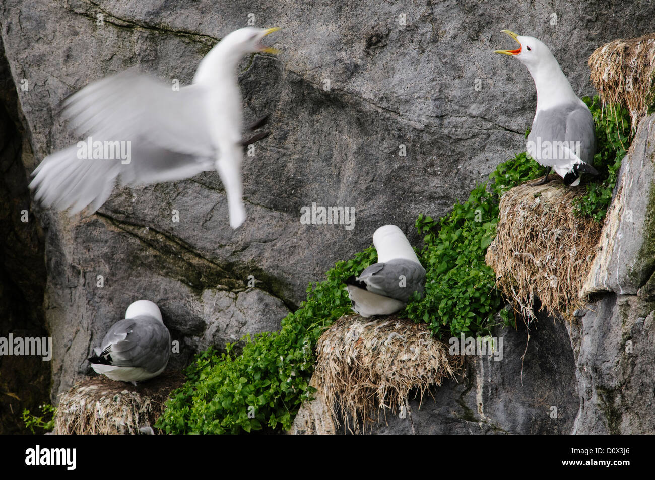 La nidificazione kittiwakes su di una scogliera rocciosa Foto Stock