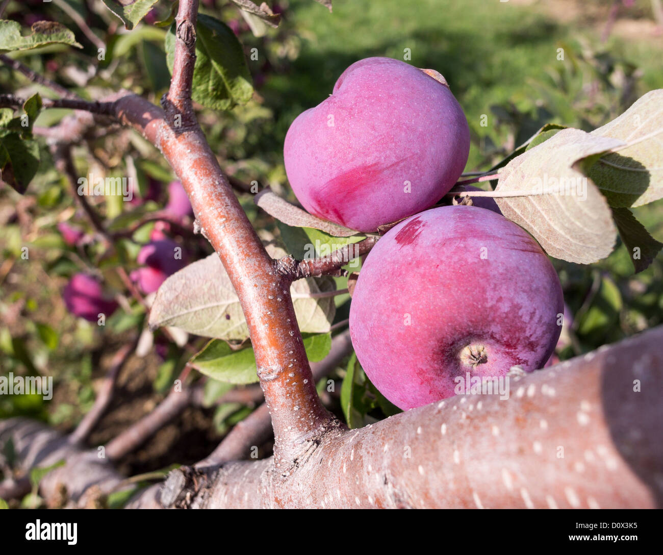 Due succo di mele sulla struttura ad albero uno scabbed. Due mele ricoperta con un colore bluastro arrossire unpicked su un albero di mele. Foto Stock