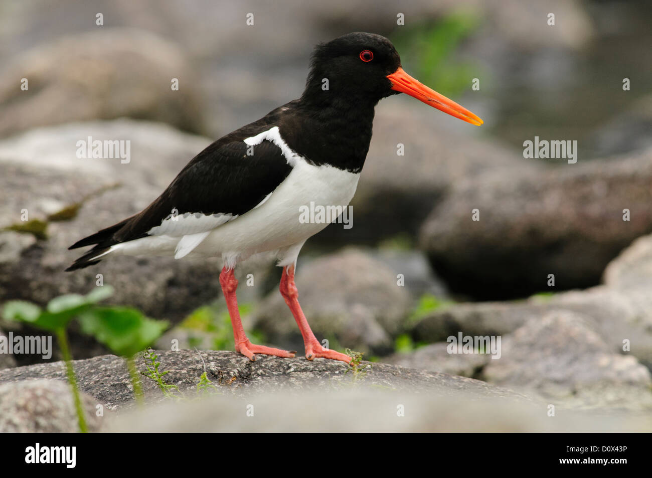 Beccaccia di mare Foto Stock