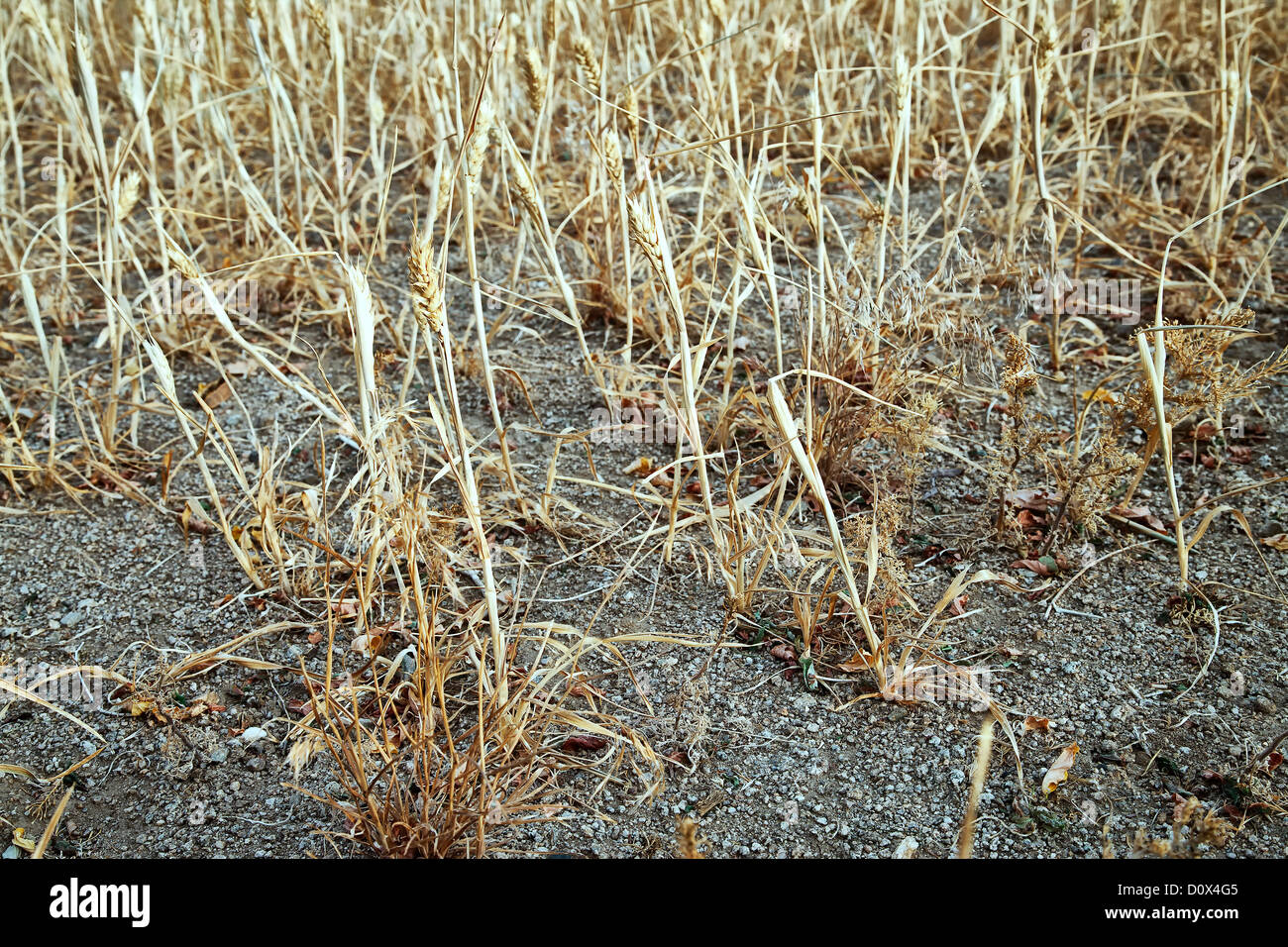 Campo di grano, fallimento di raccolto a causa della siccità. Foto Stock