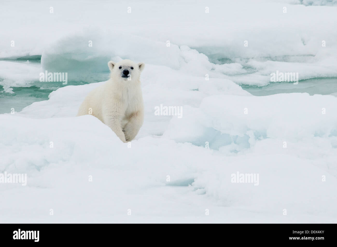 Carino Polar Bear Cub, Ursus maritimus, sul pacco Olgastretet ghiaccio, arcipelago delle Svalbard, Norvegia Foto Stock