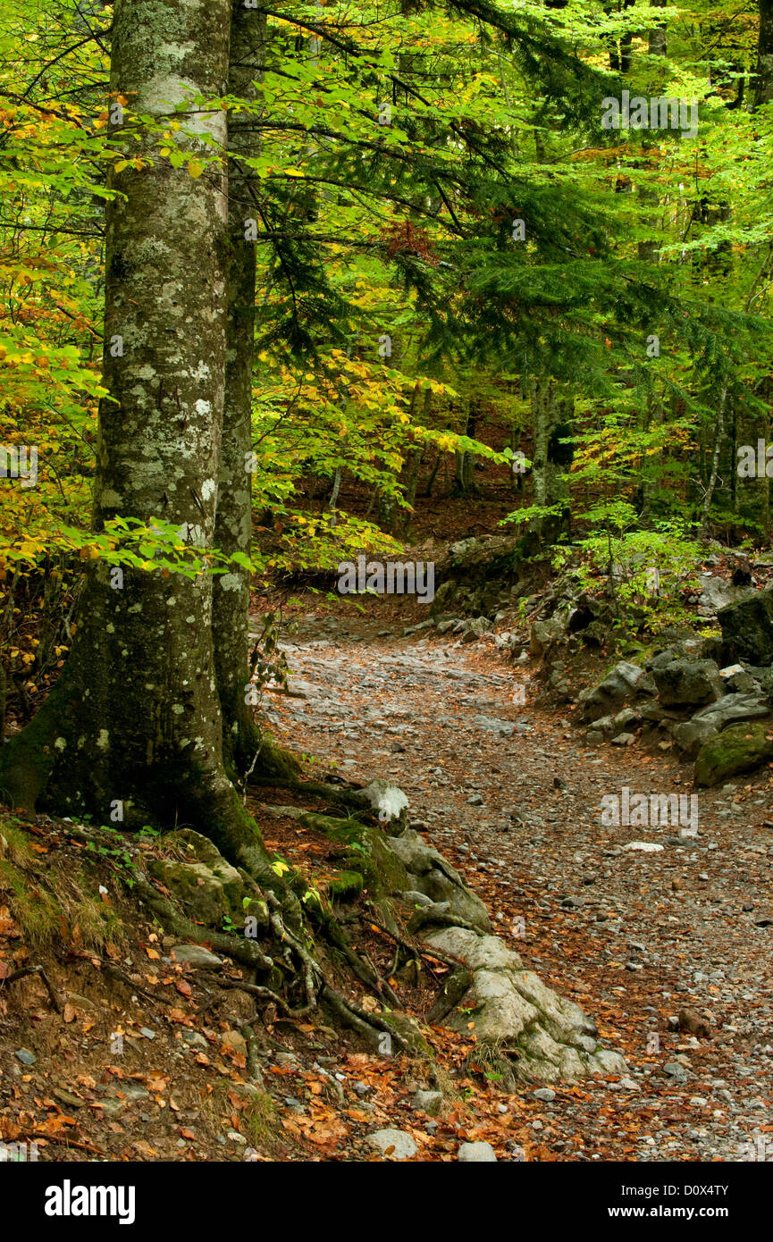 Sentiero escursionistico in una foresta, Ordesa national park, Pirenei Foto Stock