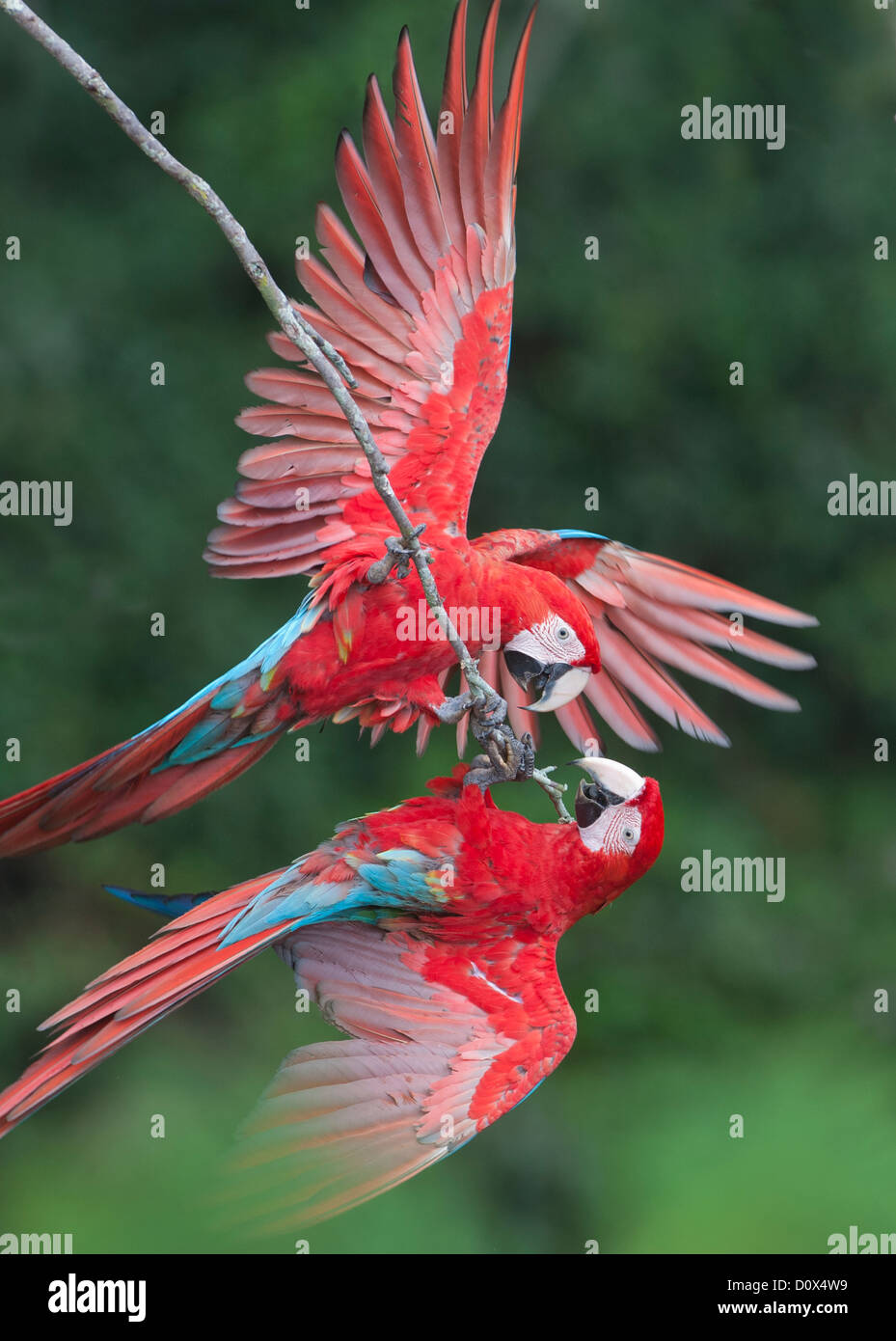 Rosso-verde (pappagalli ara chloroptera) coppia interagente, Pantanal, Mato Grosso do Sur, Brasile Foto Stock
