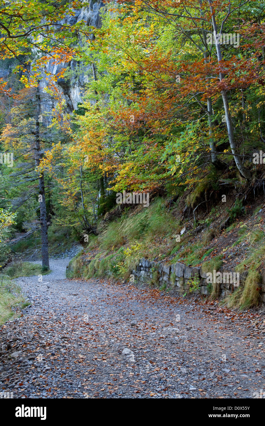 Sentiero escursionistico in una foresta Foto Stock