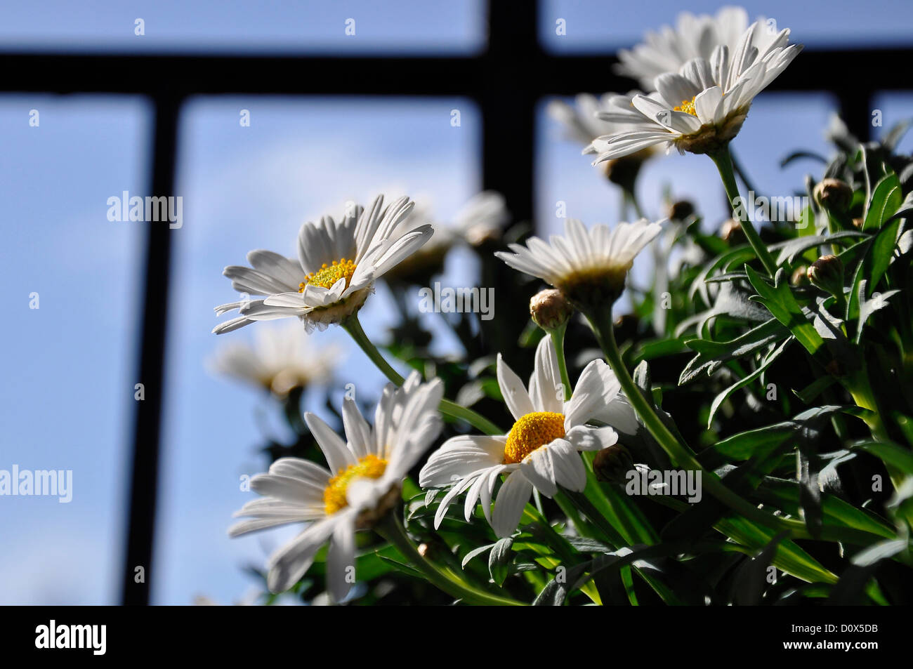 Margherite in fiore in una giornata di sole Foto Stock