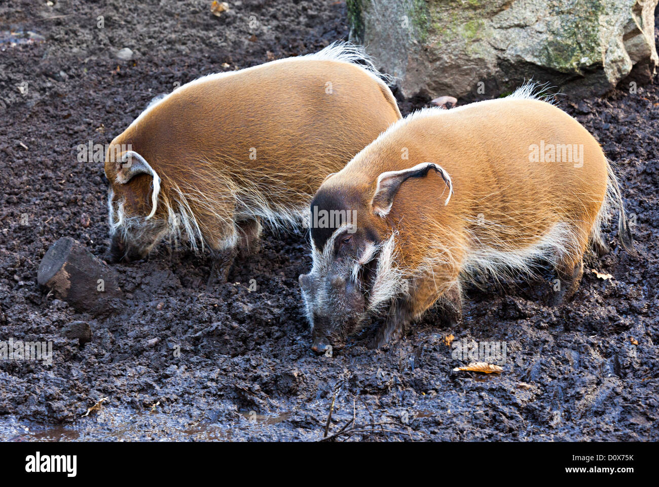 Red River porco o maiale Bush, Potamochoerus porcus, Durrell Wildlife Park Jersey Isole del Canale della Manica UK Foto Stock