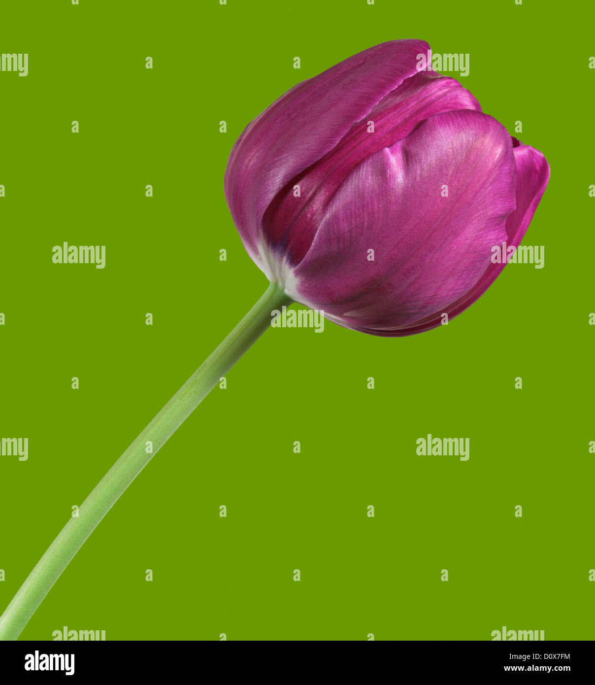 Una colorata viola tulip isolata su uno sfondo verde Foto Stock
