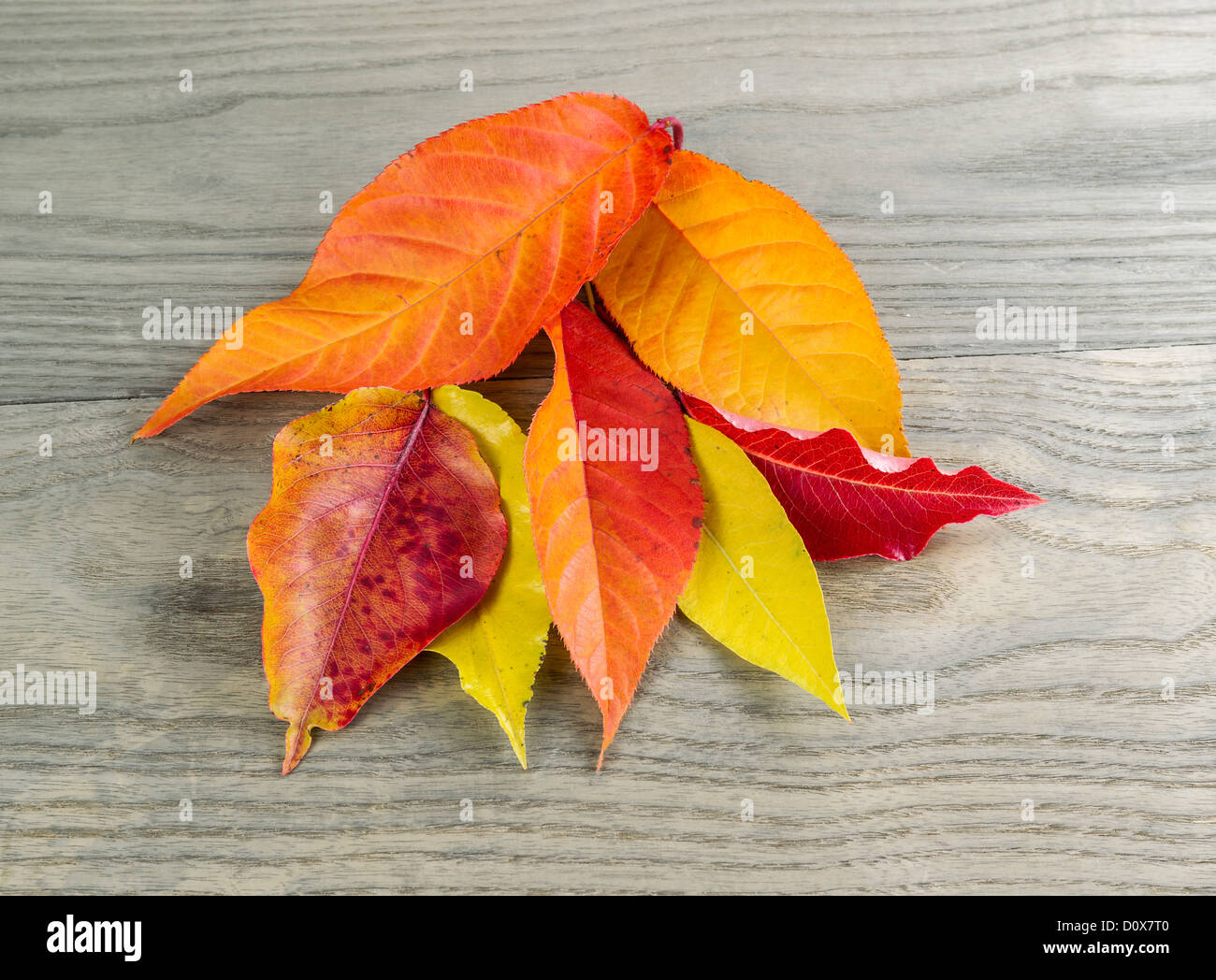 Varietà di colori misti di foglie di autunno sbiadito su uno sfondo di legno Foto Stock