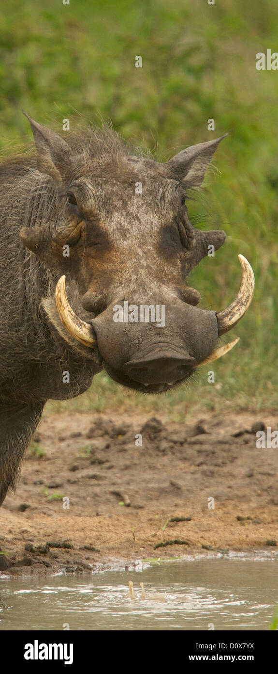 Warthog avente una pausa mattutina prima che il calore del giorno Foto Stock