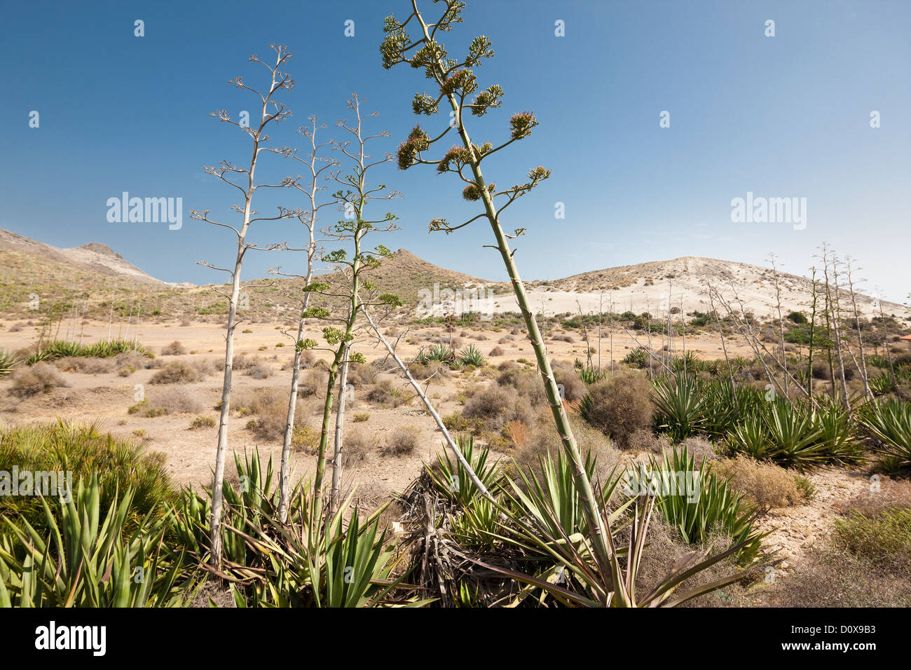 Andalusia Andalusia Andalusia paesaggio desertico con Agave (pita) Americana nel Parco Naturale Cabo de Gata Spagna paesaggi Foto Stock