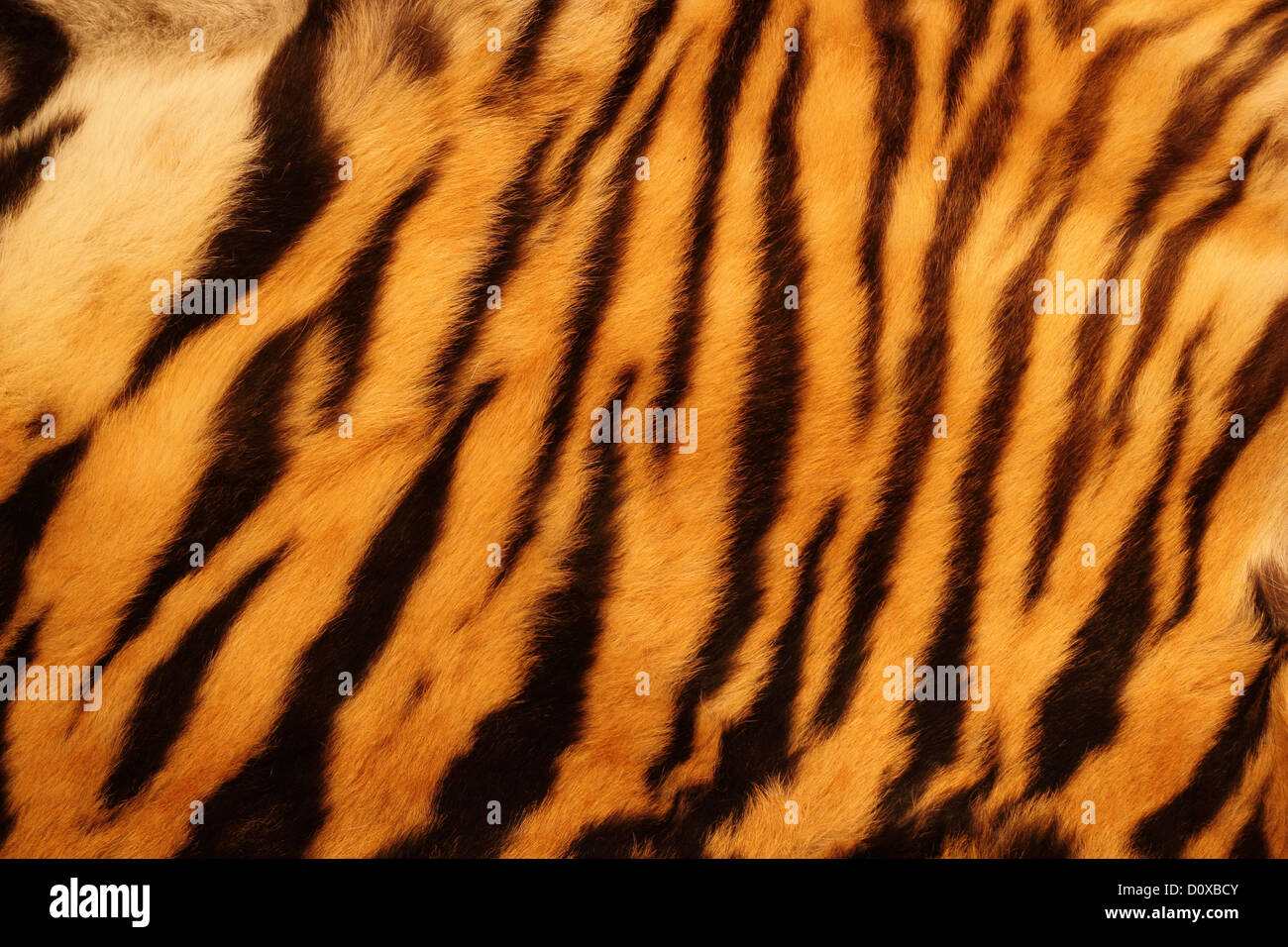Bella la pelliccia di tigre - texture colorati con Arancio, beige, giallo e bianco e nero Foto Stock
