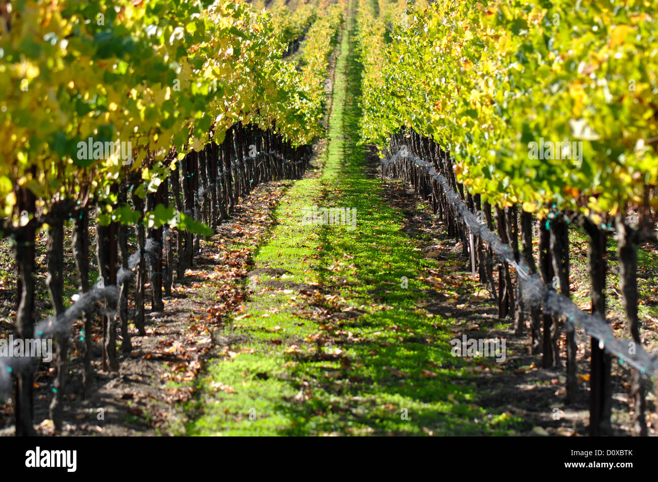 Vigneto in Autunno Autunno Foto Stock