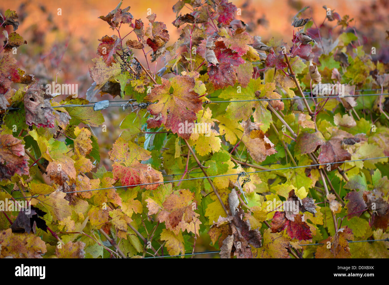 Bella Napa Valley Vineyard foglie d'uva Foto Stock