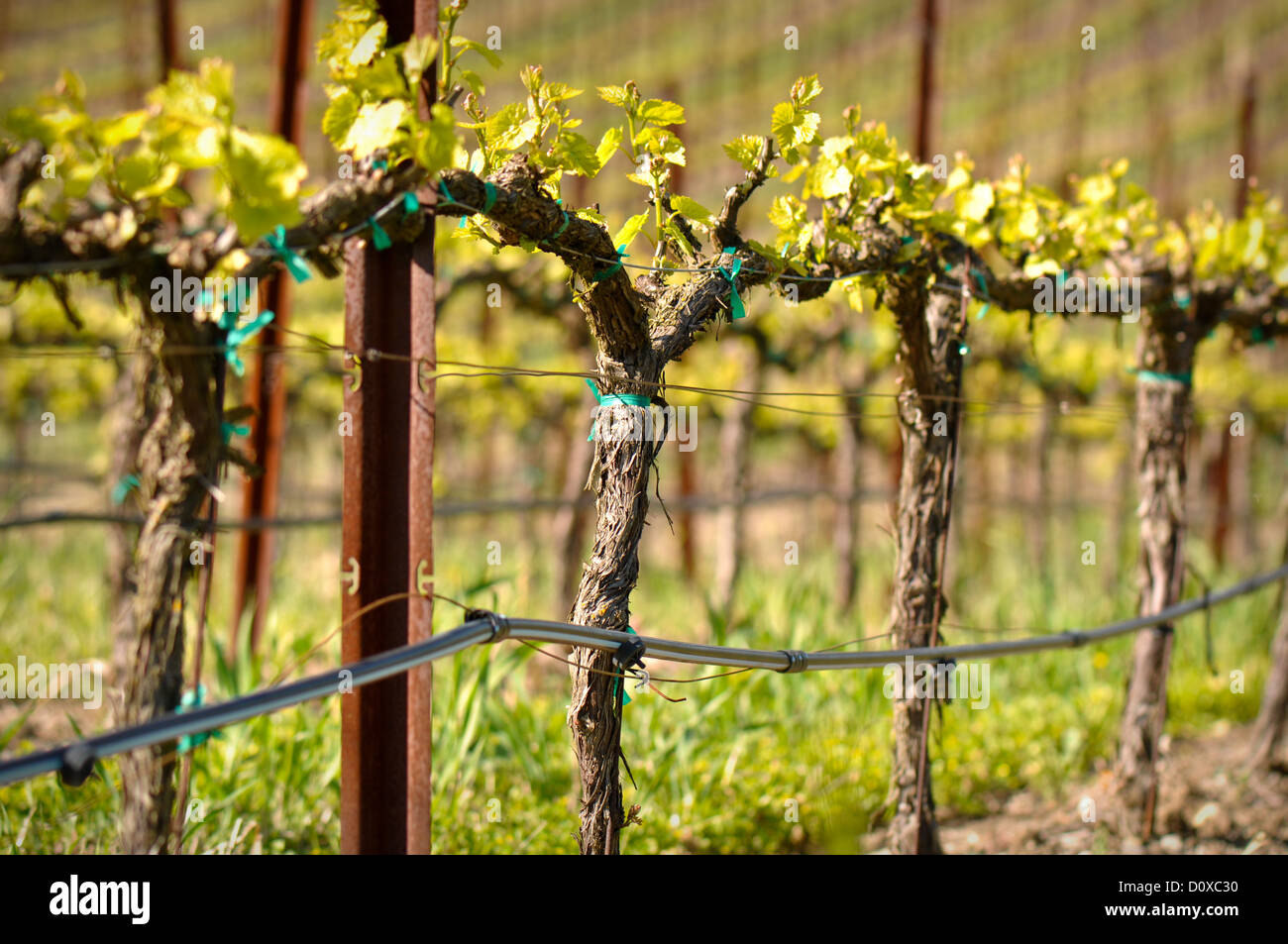 Vitigni di uva in vigna durante la primavera Foto Stock