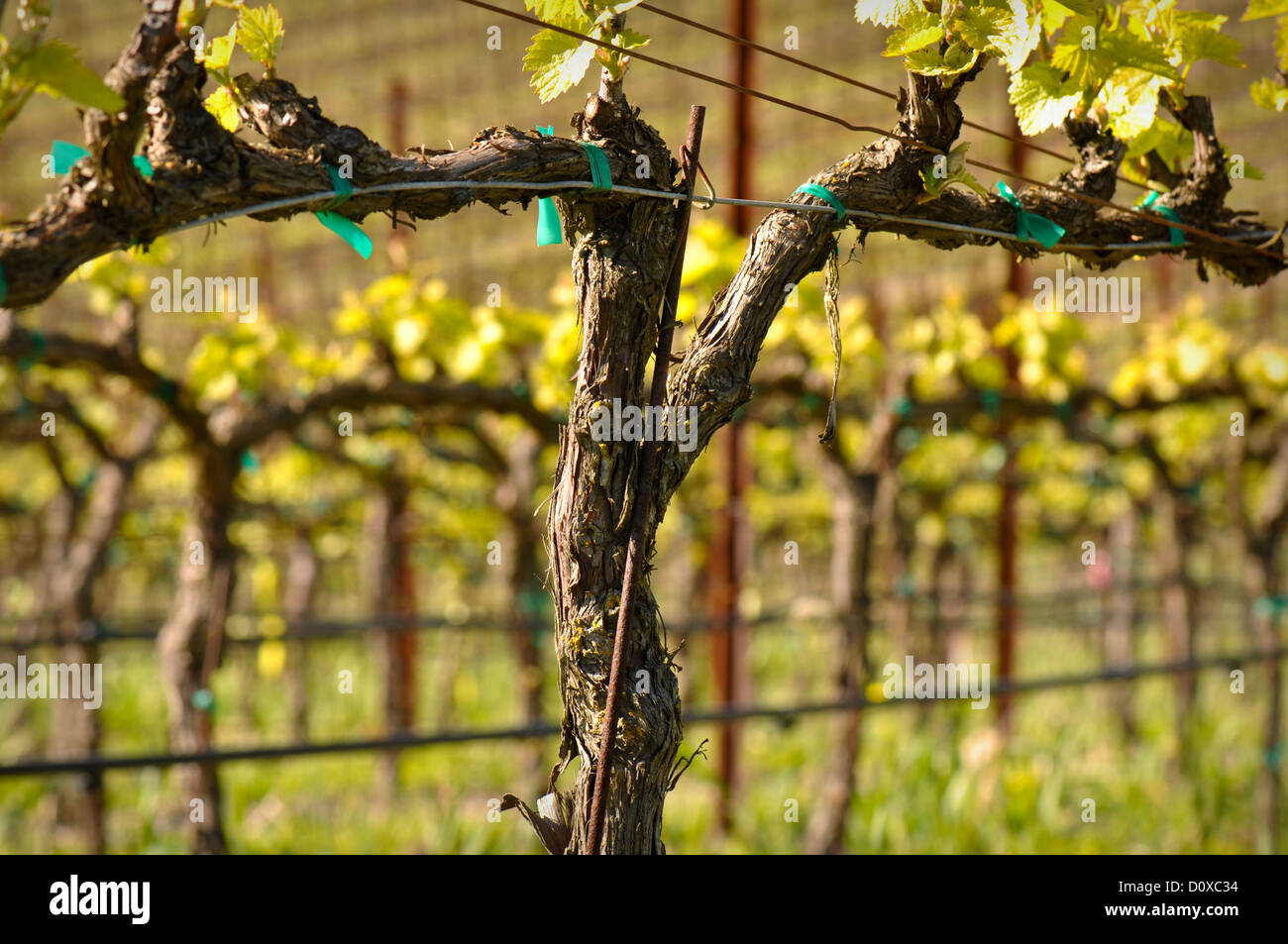 Vitigni di uva in vigna durante la primavera Foto Stock
