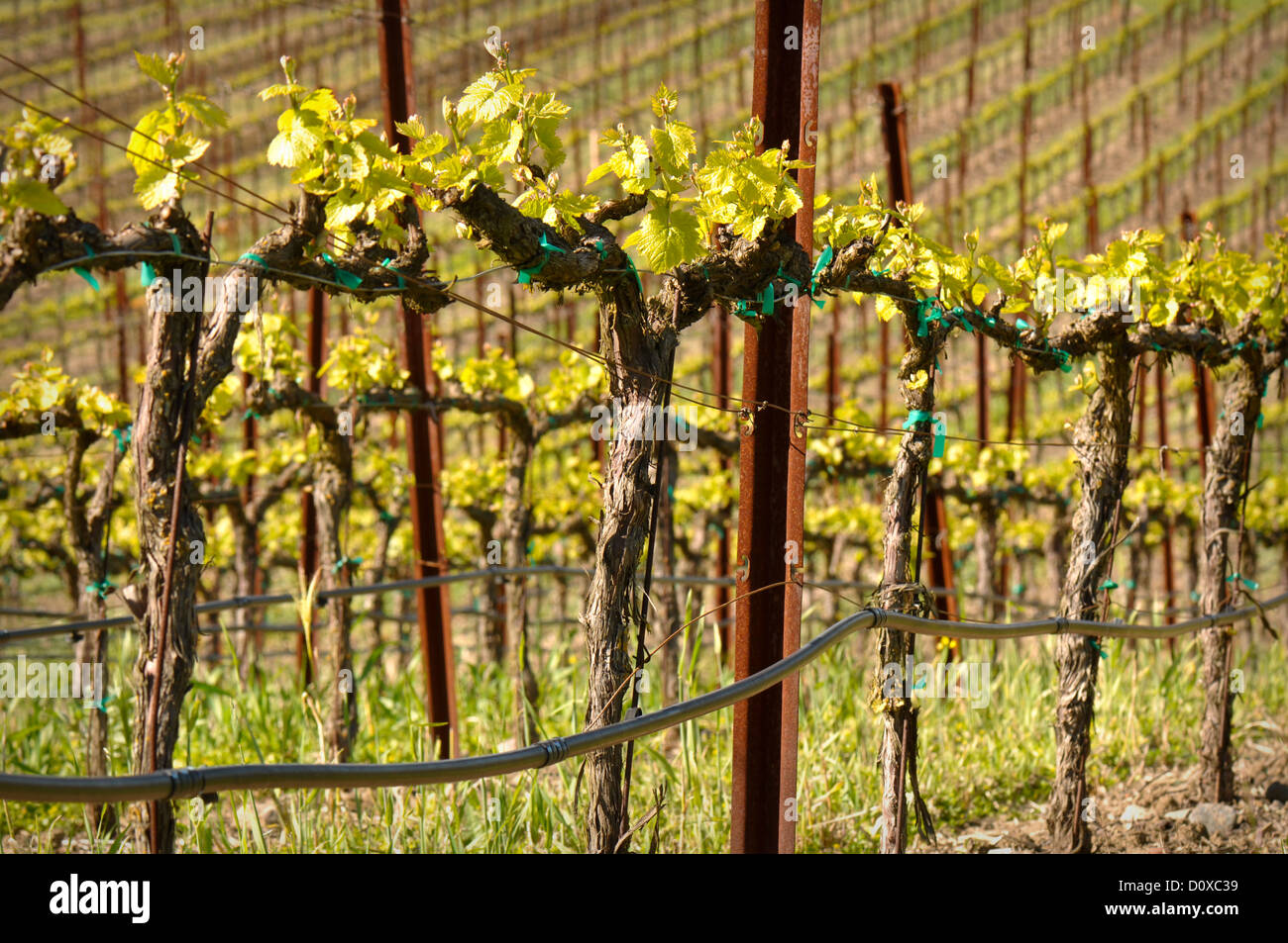 Vitigni di uva in vigna durante la primavera Foto Stock