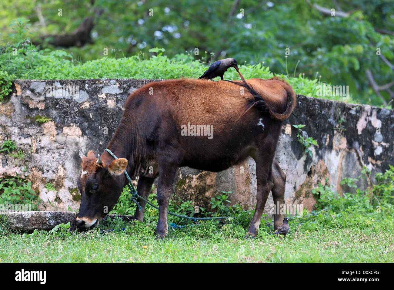 Un corvo tira su la coda di una mucca in Forte Galle, Sri Lanka. Foto Stock