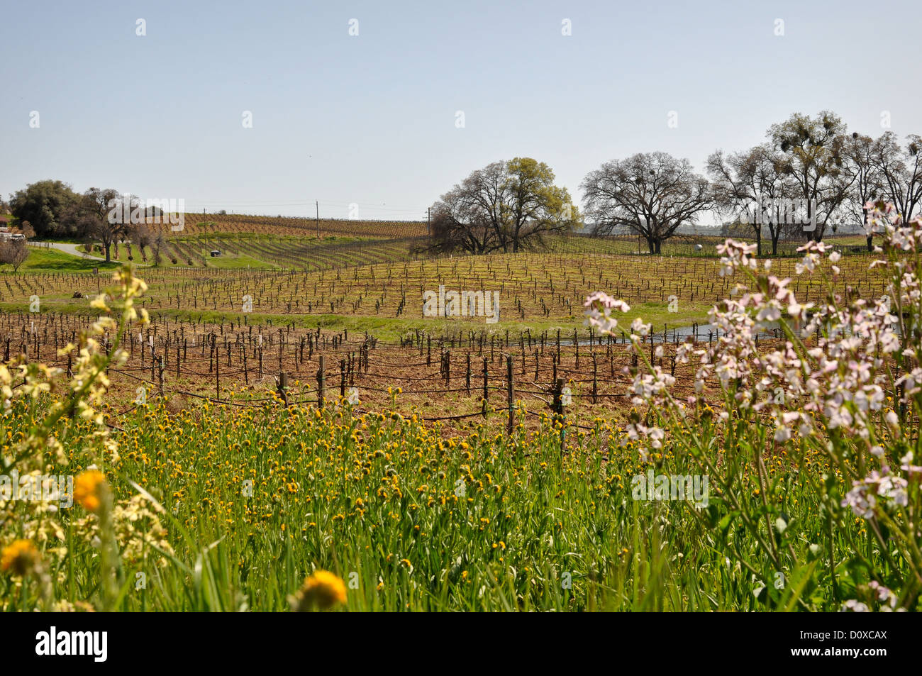 Bellissima California Vigna incorniciato di colore giallo e con fiori di colore bianco Foto Stock