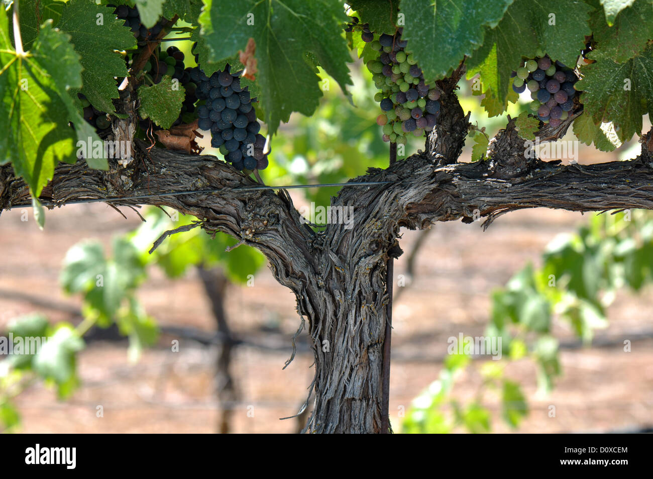 Rosso uva sulla vite in Napa Valley California Foto Stock